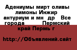 Адениумы,мирт,оливы,лимоны,Инжир, антуриум и мн .др - Все города  »    . Пермский край,Пермь г.